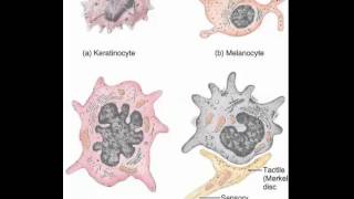 Keratinocytes Melanocytes Merkel cells Langerhans cells [upl. by Hwu48]