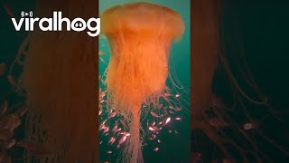 Mesmerising Lion’s Mane Jellyfish  ViralHog [upl. by Imyaj]