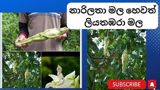 නාරිලතා මල හෙවත් ලියතඹරා මල [upl. by Burrill934]