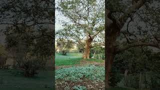 Platanus Orientalis L About 400 years old [upl. by Ribaj]