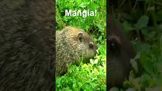 A couple of baby woodchucks are happily eating grass on the hill shorts [upl. by Eeb]