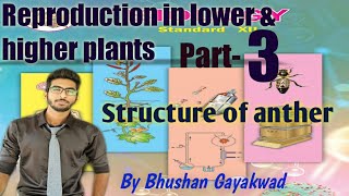 Structure of anther [upl. by Nahtan]