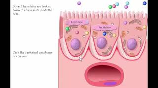 Digestive system part 2 Process Absorption Carbohydrate Protein and Fat in Intestine [upl. by Tara]