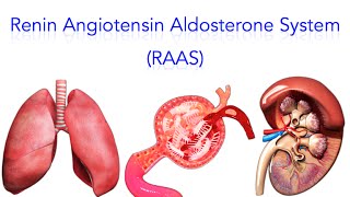 Renin Angiotensin Aldosterone System RAAS  MADE SUPER EASY [upl. by Moseley689]