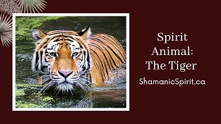 Animal Spirit Guide The Tiger Shamanic Power Animal Tiger Symbolism [upl. by Blount]