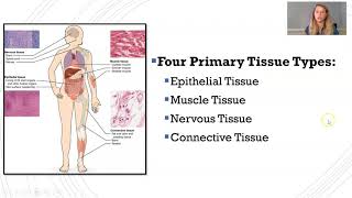 Introduction to Histology [upl. by Thorlie]