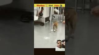 Metro mein Bandar monkey amazingfacts animals factsinhindi youtubeshorts comedy comedyfilms [upl. by Melan]