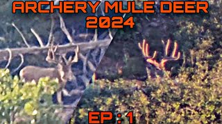 Archery Mule Deer 2024 EP 1 UTAH MULE DEER ARCHERY DEER HUNTING [upl. by Assecnirp]