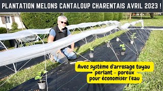 PLANTATION MELON CANTALOUP CHARENTAIS avril 2023 cest parti [upl. by Tiossem]