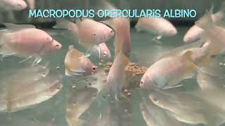 Macropodus opercularis ALBINO [upl. by Halette]