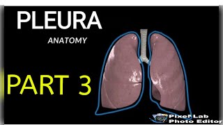 PLEURA  Part3  Pulmonary Ligament  Recesses of Pleura [upl. by Ibib]