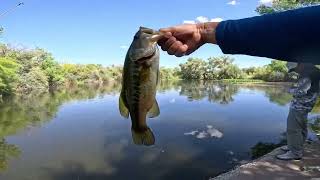 Fishing  Tres Rios Wetlands in Tolleson Arizona [upl. by Aiek]