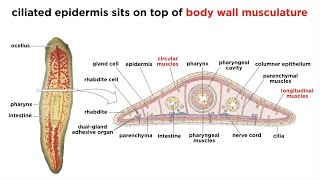 Phylum Platyhelminthes Part 1 General Characteristics [upl. by Atteuqram498]