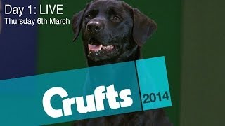 Crufts 2014  Day 1 LIVE [upl. by Slack554]