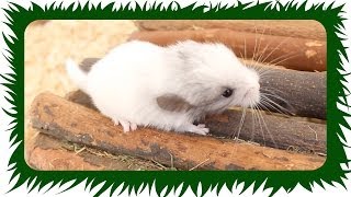 ANGRIFF der BABY CHINCHILLA  Die Meeries [upl. by Audrey]