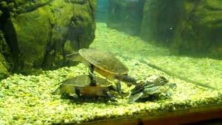 Snakeneck amp Shortnecked Turtles at Cape May Zoo [upl. by Gnidleif]