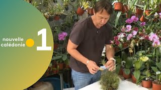 27  Astuce jardinage  Le tillandsia [upl. by Venn]