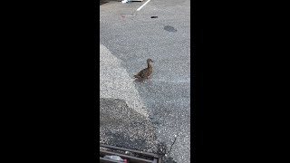 Mama ducks stands guard after ducklings fall into storm drain [upl. by Zelazny607]