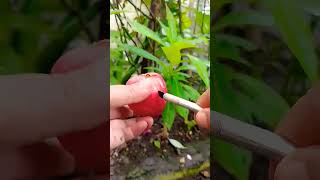 ITS MACOPA 😲birds love 🦜🦜🦜🦜trending viral fruits wildlife nature youtube [upl. by Gauntlett800]