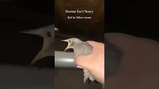 screaming bird meme 😂memes birds [upl. by Koah]