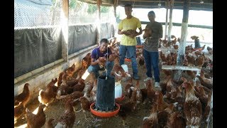 JÓVENES DE TACUBA EMPRENDEN NEGOCIO DE GALLINAS PONEDORAS [upl. by Keldah532]