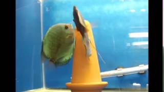 Flachen Discus Spawning [upl. by Air432]