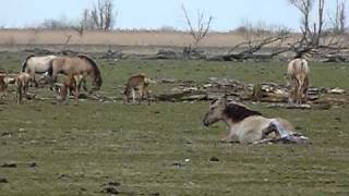 Geboorte veulen in Oostvaardersplassen [upl. by Repard429]