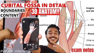 Cubital fossa anatomy boundary and content  Cubital fossa 3d anatomy [upl. by Lorianne777]