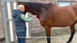 Anatomie paard live  immuniteit [upl. by Sykes218]