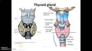 HISTOLOGY OF ENDOCRINE GLANDS 1 Anatomy Book Club [upl. by Assele]