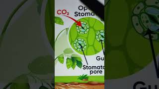 Functions of stomata stomata leaves photosynthesis [upl. by Didi771]