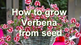 How to Grow Verbena from Seed Verbena plants for growing in pots  Alexas Garden [upl. by Ariday]