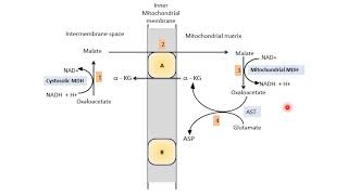 Malate Aspartate Shuttle  Biological Oxidation  Electron Transport Chain ETC  Biochemistry [upl. by Oicapot]