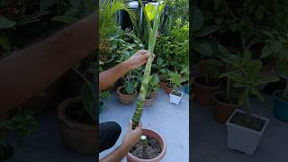 Dieffenbachia Propagation Cutting amp Rooting shorts dieffenbachia cuttingfruit [upl. by Granger547]