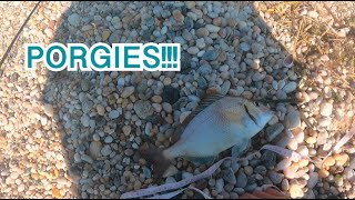 Fishing for Porgies on North Shore  Epic Porgy and MultiSpecies Action on the Beach [upl. by Sanchez]