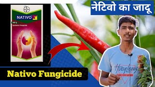 Nativo Bayer Fungicide  फसल में कवक जनित रोग का बाप।Tebuconazole 50 Trifloxystrobin 25WG 75 WG [upl. by Rehpotsrhc]