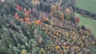 Herbstwald in Aschach mit der Drohne wie ein Korallenriff in bunt [upl. by Edan398]