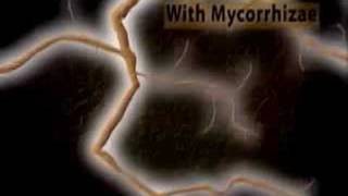 See how mycorrhizae and mycorrhizal fungi absorb nutrients o [upl. by Akcira]