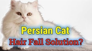 How to stop Persian cats hair fall immediately [upl. by Sivia]