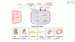 brain natriuretic peptide [upl. by Blodgett]