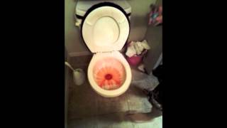 How to Clean Your Toilet Bowl with Kool Aid [upl. by Doloritas748]