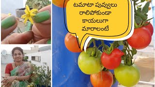 Grow lots of tomatoes using this tip tomatoes handpollination gardeningtips grow [upl. by Rola]