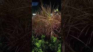 Plants shortvideo [upl. by Loni248]