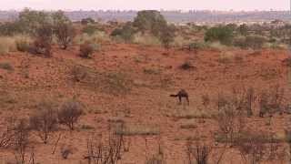 Australian Feral Camel Management Project 2013 [upl. by Tews]