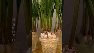 How to Grow Garlic at Home Using Plastic Glass plants shorts farming [upl. by Ecyt920]