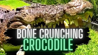 Crocodiles Crunching BONES JAW CRACKING [upl. by Alliehs]