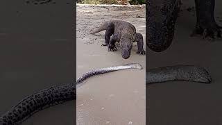 How Komodo dragons eat electric eels [upl. by Popele]