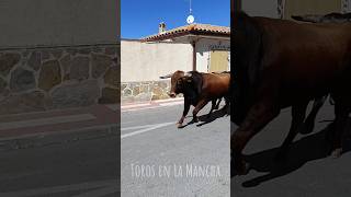 increíbles carreras en Portillo de Toledo campo toros toro bull torobravo [upl. by Asirralc69]