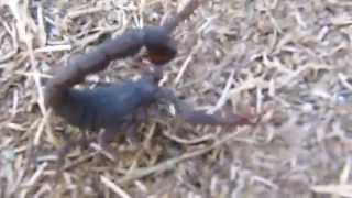 עקרב שחור בגינתי  Black scorpion in my garden [upl. by Lessur]