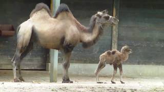 Baby Bactrian Camel takes its first stepsSiberian Tiger NurejevElephant Gajendra Munich Zoo [upl. by Annavoeg]